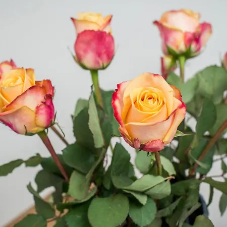 Apartment Grazbachgasse Graz